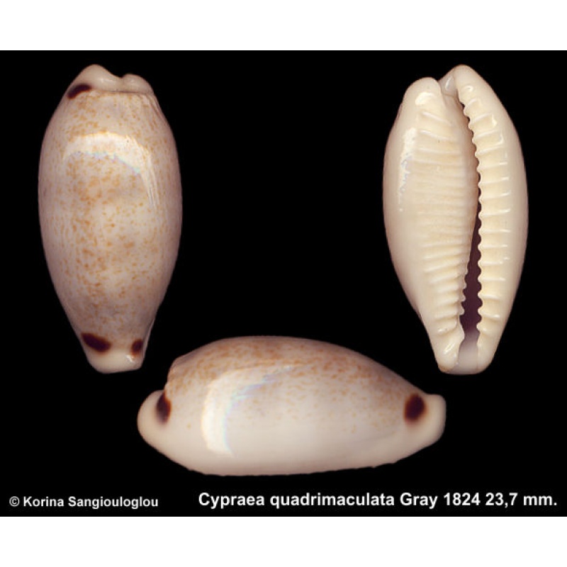 Cypraea quadrimaculata Outstanding Elongate!