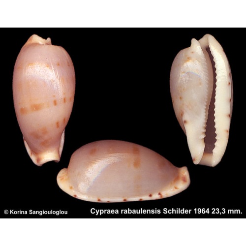 Cypraea rabaulensis Outstanding!