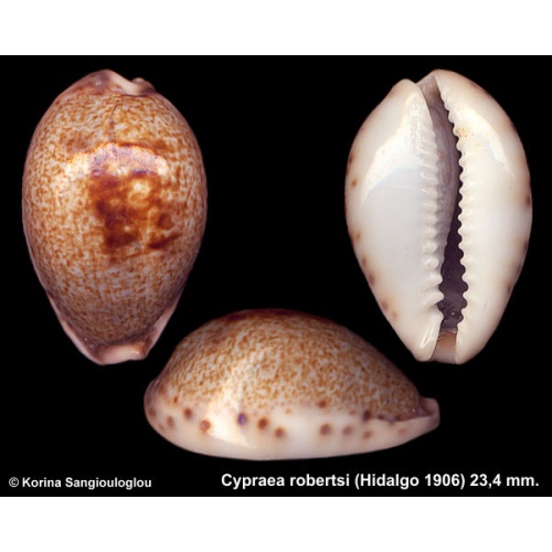 Cypraea robertsi Outstanding!
