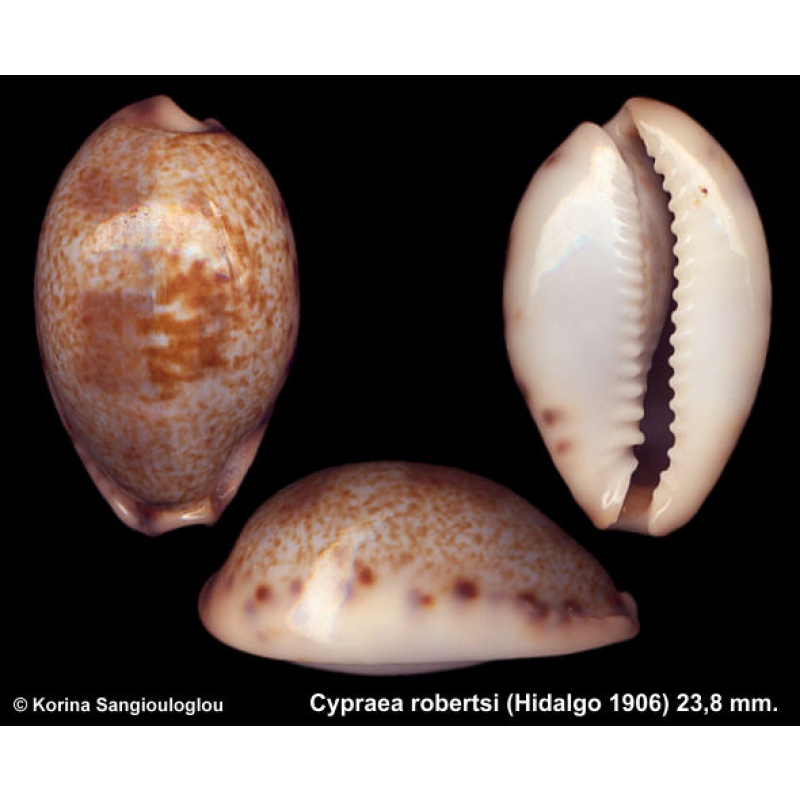 Cypraea robertsi Outstanding!