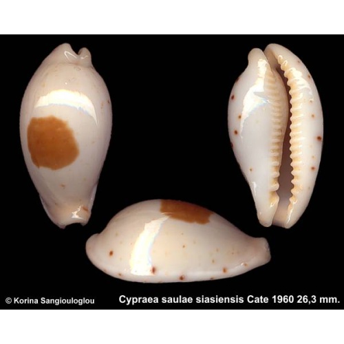 Cypraea saulae siasiensis Gorgeous!