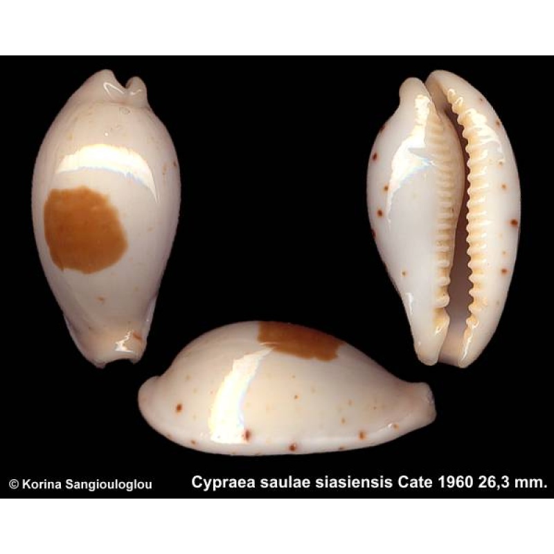 Cypraea saulae siasiensis Gorgeous!