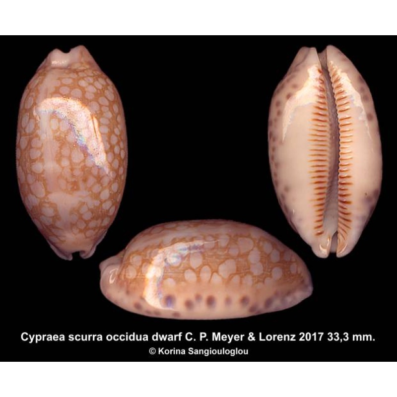 Cypraea scurra occidua dwarf Gorgeous Extended apex!