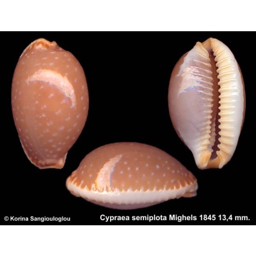 Cypraea semiplota Gorgeous Superb!
