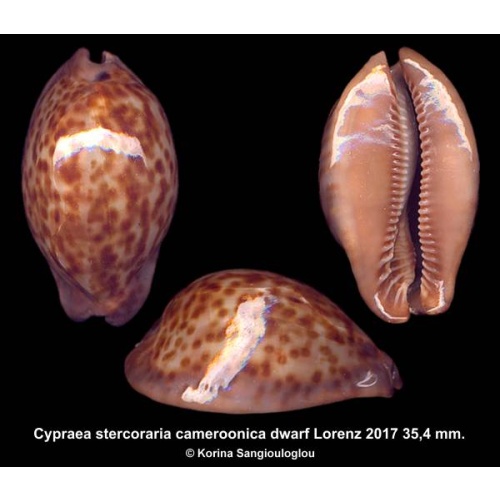 Cypraea stercoraria cameroonica dwarf Gorgeous!