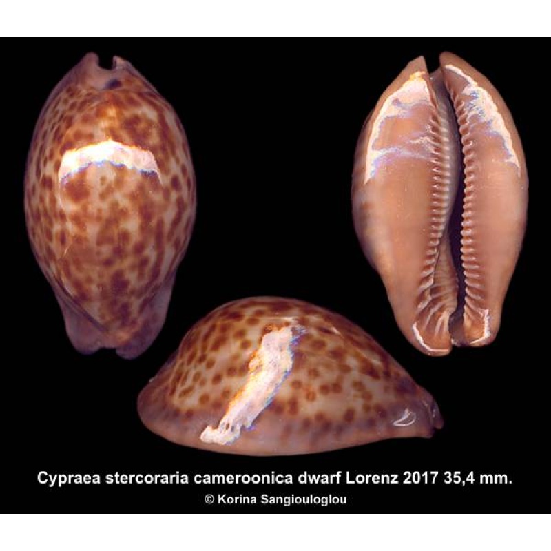 Cypraea stercoraria cameroonica dwarf Gorgeous!