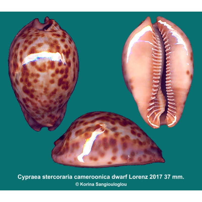 Cypraea stercoraria cameroonica dwarf Gorgeous!