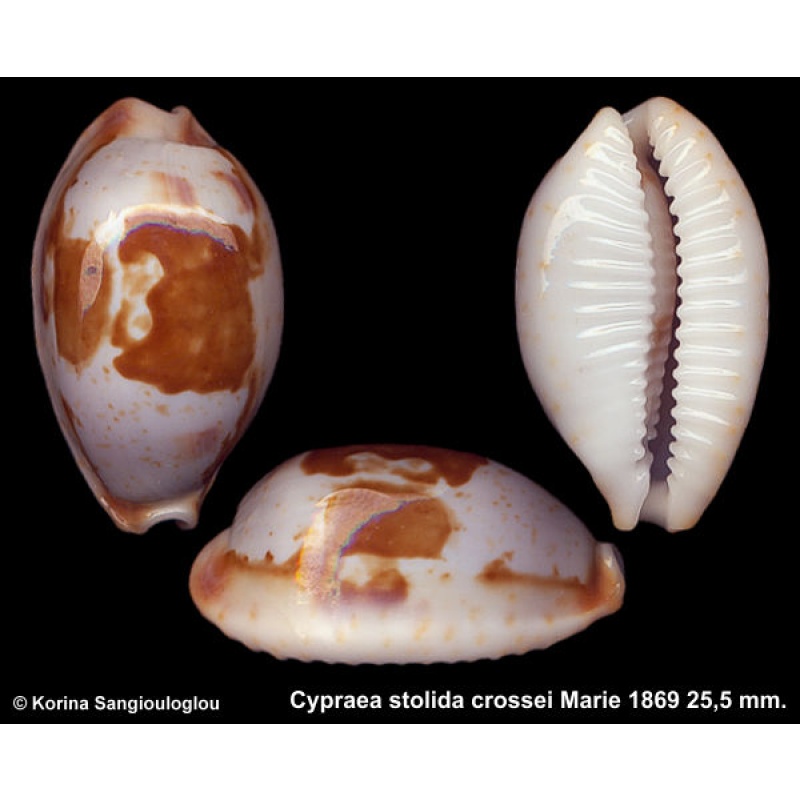 Cypraea stolida crossei Gorgeous Special Local Form!