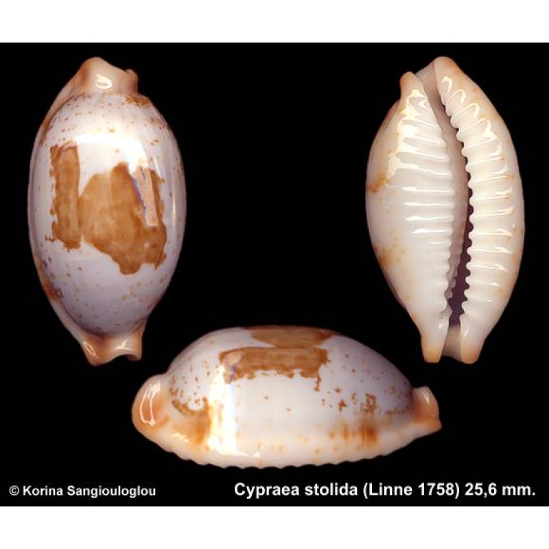 Cypraea stolida Gorgeous Sky/blue!