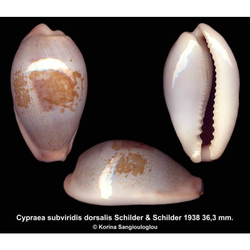 Cypraea subviridis dorsalis Outstanding Large Bluish Superb!