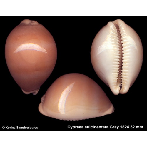 Cypraea sulcidentata Gorgeous Extremely Globose!