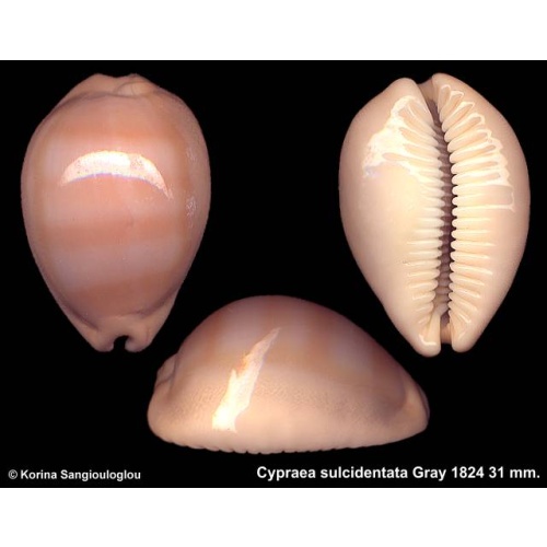 Cypraea sulcidentata Gorgeous Superb!