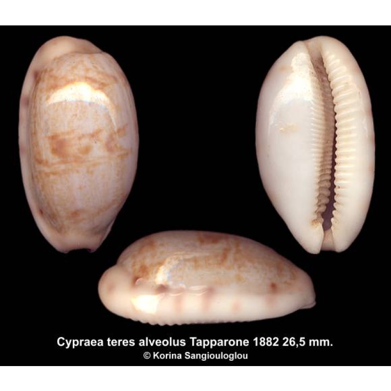 Cypraea teres alveolus Outstanding!