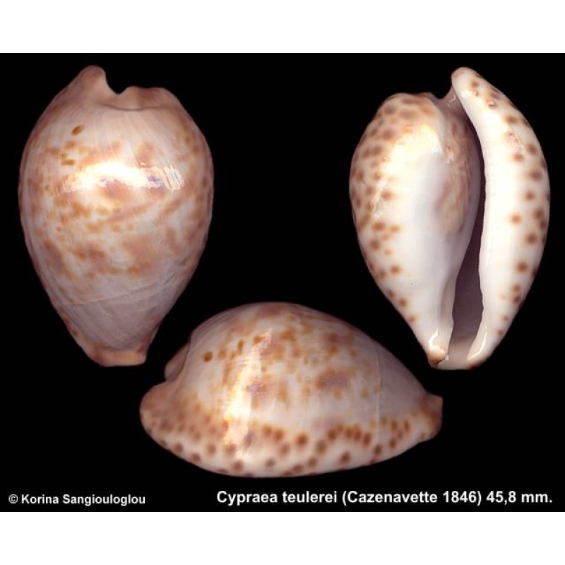 Cypraea teulerei Gorgeous Exceptional!