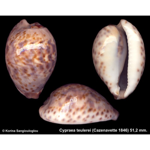 Cypraea teulerei Gorgeous Exceptional Pattern!
