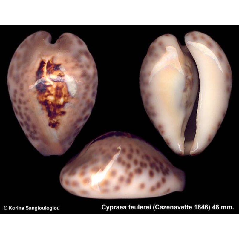 Cypraea teulerei Gorgeous Heavy Callosus!