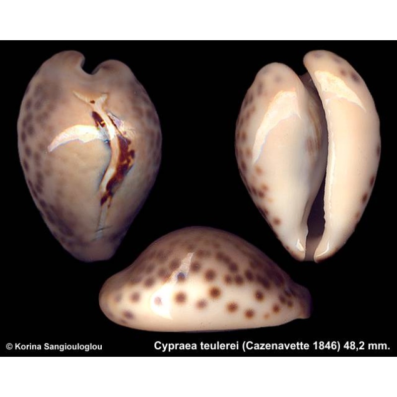 Cypraea teulerei Gorgeous Slim Black White Blotch!
