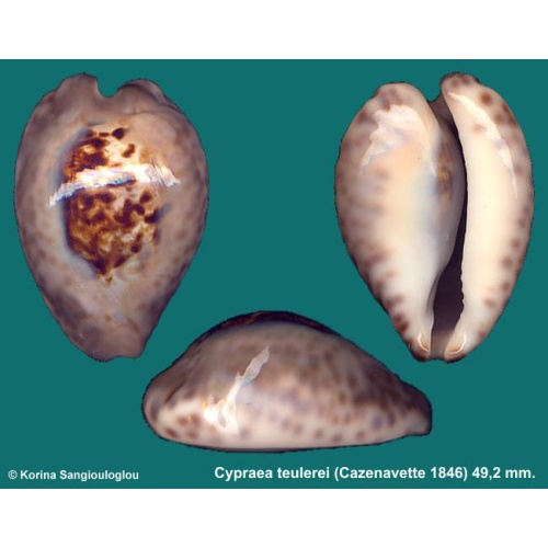 Cypraea teulerei Gorgeous Superb!