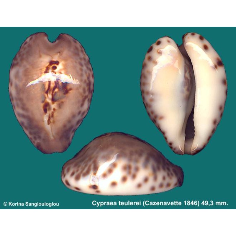 Cypraea teulerei Gorgeous Superb Inflated!