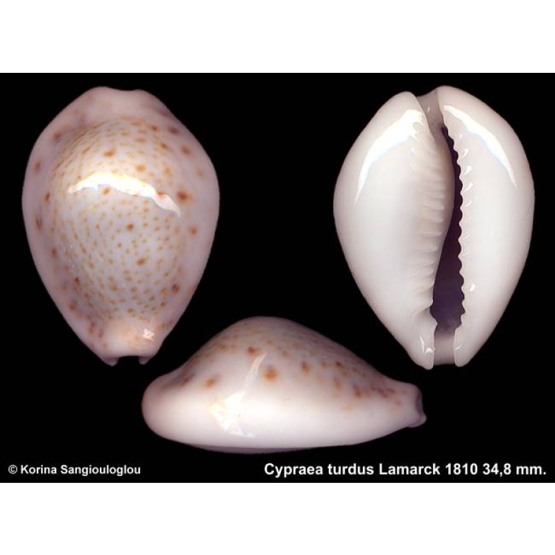 Cypraea turdus Gorgeous Bluish Callosus!