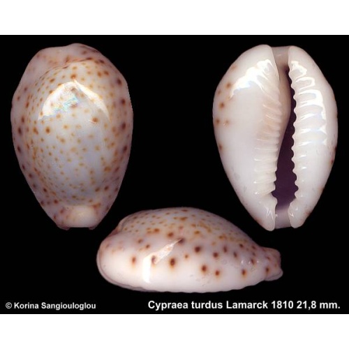 Cypraea turdus Gorgeous Bluish Migrant!