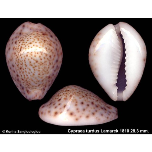 Cypraea turdus Gorgeous Dark Migrant!