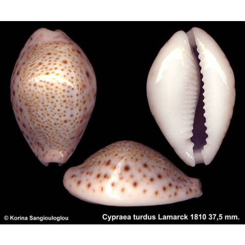 Cypraea turdus Gorgeous Large!