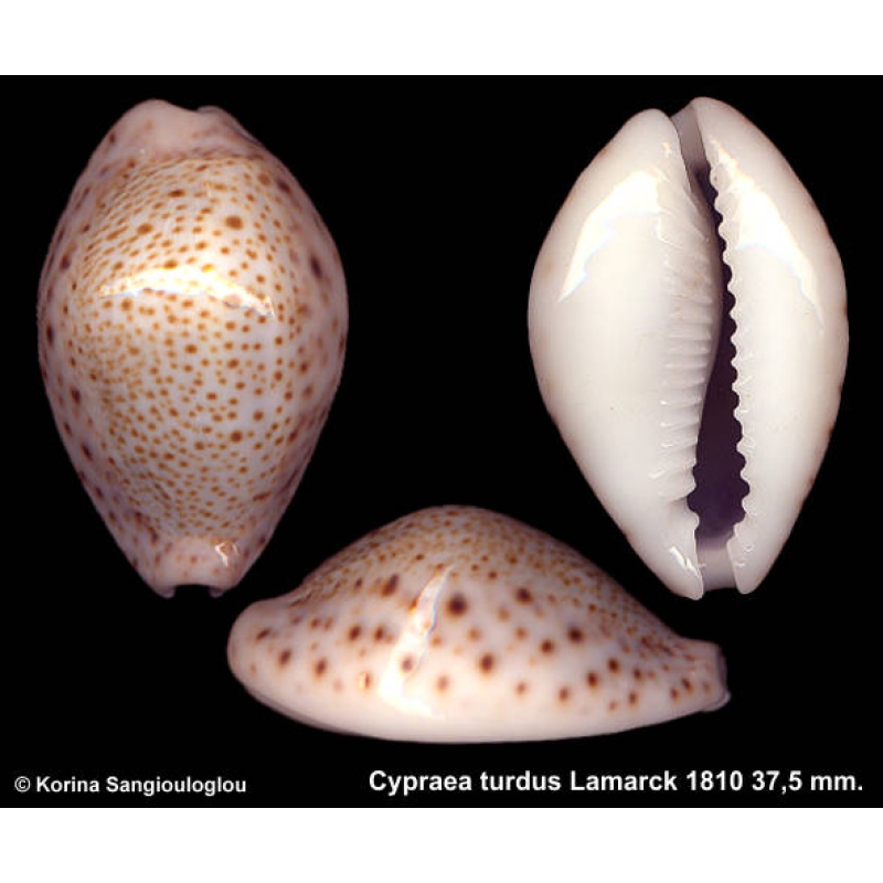 Cypraea turdus Gorgeous Large!
