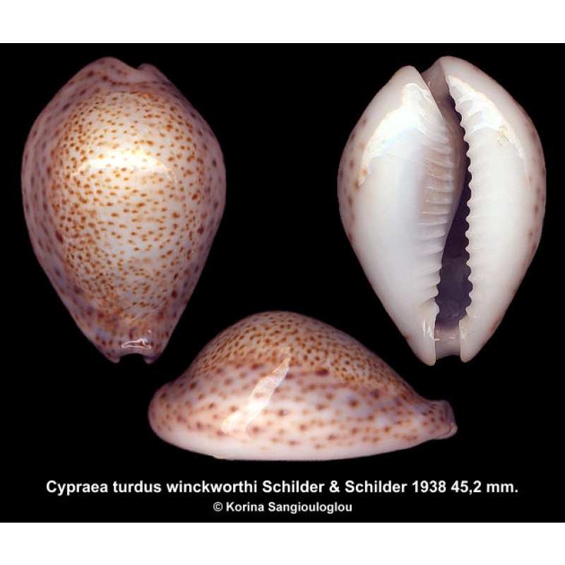 Cypraea turdus winckworthi Gorgeous Extra Large Callosus!