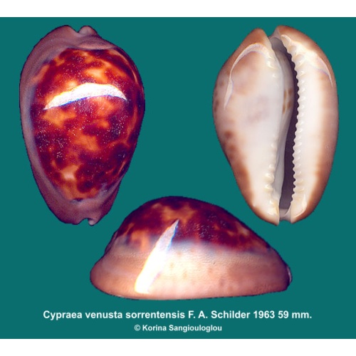 Cypraea venusta sorrentensis Gorgeous!