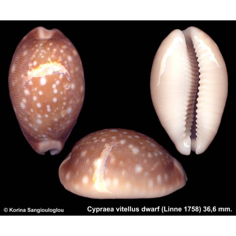 Cypraea vitellus dwarf Gorgeous Dark!