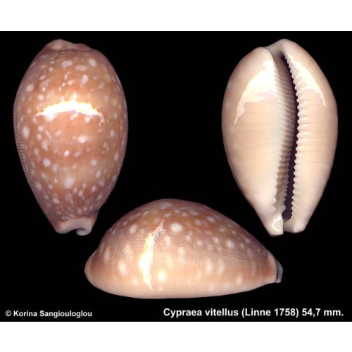 Cypraea vitellus Gorgeous Large!