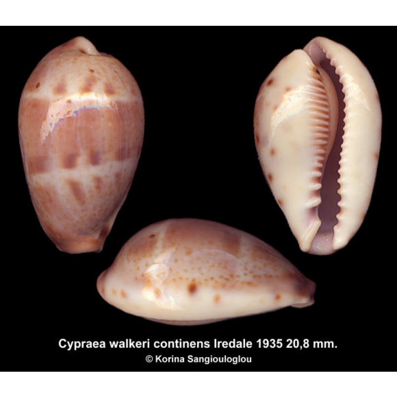 Cypraea walkeri continens Outstanding Dwarf!