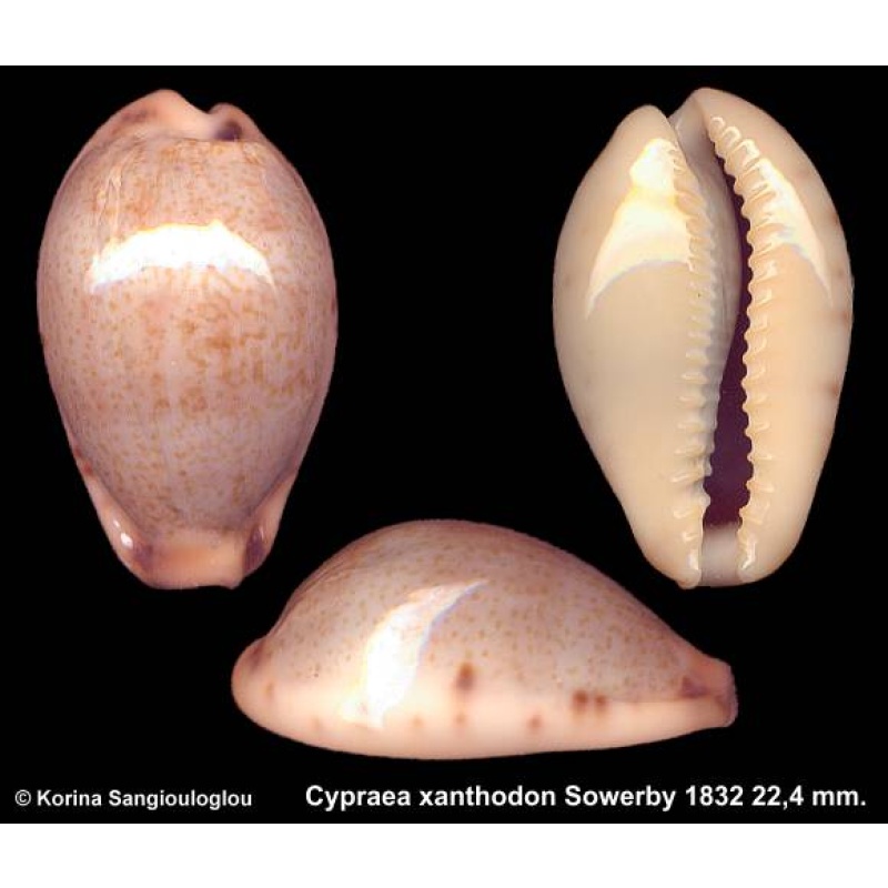 Cypraea xanthodon Gorgeous!