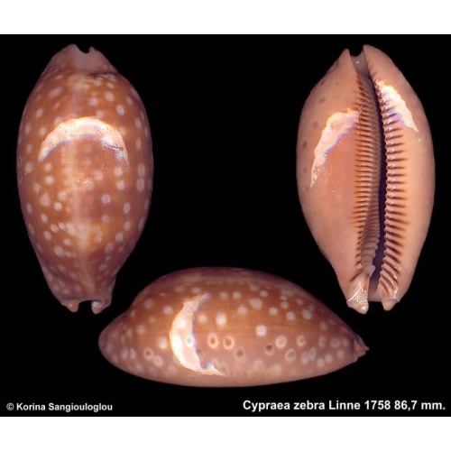 Cypraea zebra Gorgeous Extra Large Inflated!