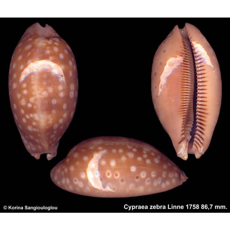 Cypraea zebra Gorgeous Extra Large Inflated!
