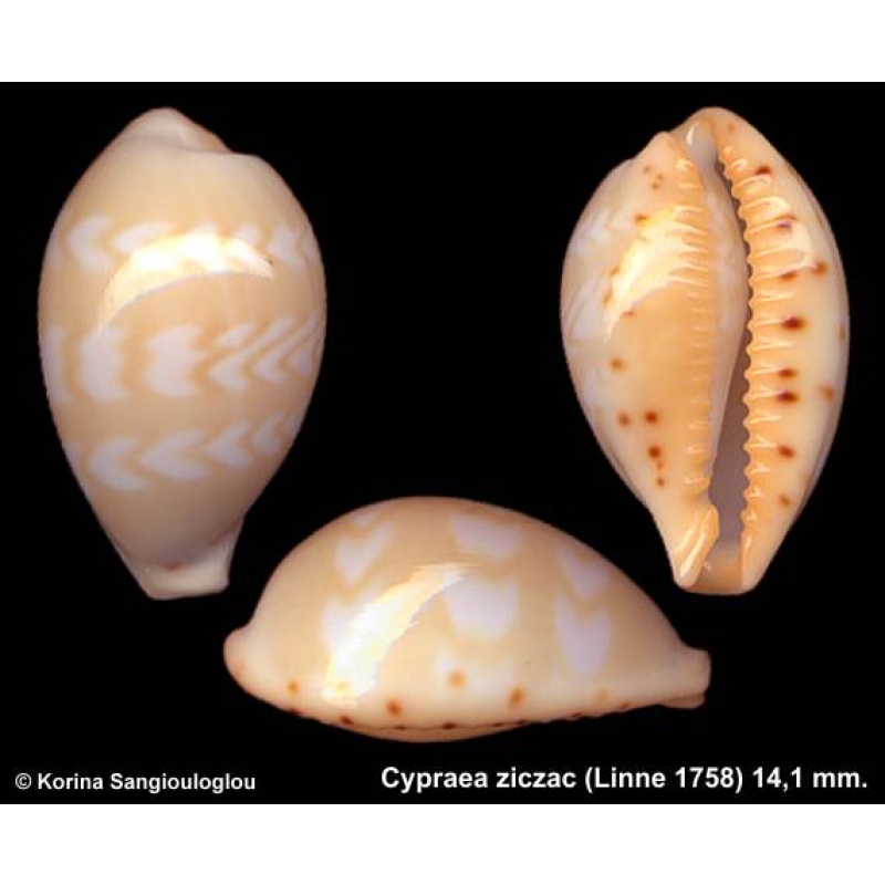 Cypraea ziczac Gorgeous Double Pattern!