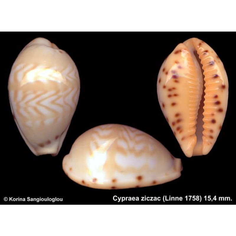 Cypraea ziczac Outstanding Superb!