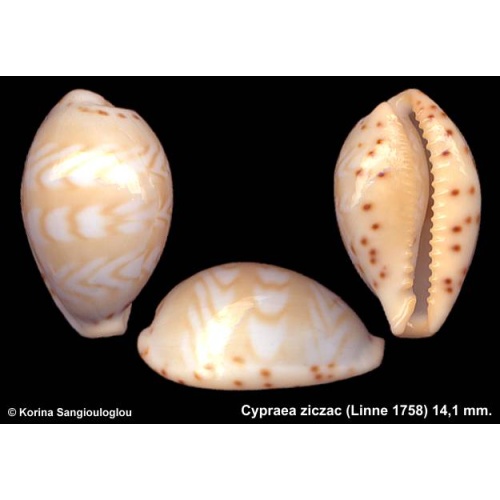 Cypraea ziczac Outstanding Unusual Pattern!