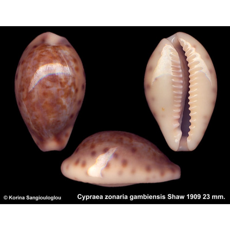 Cypraea zonaria gambiensis Gorgeous Colorful!