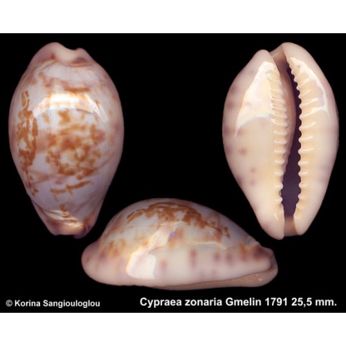 Cypraea zonaria Gorgeous Sky-blue!