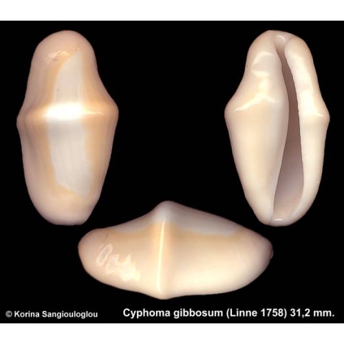Cyphoma gibbosum Outstanding Giant Thick!
