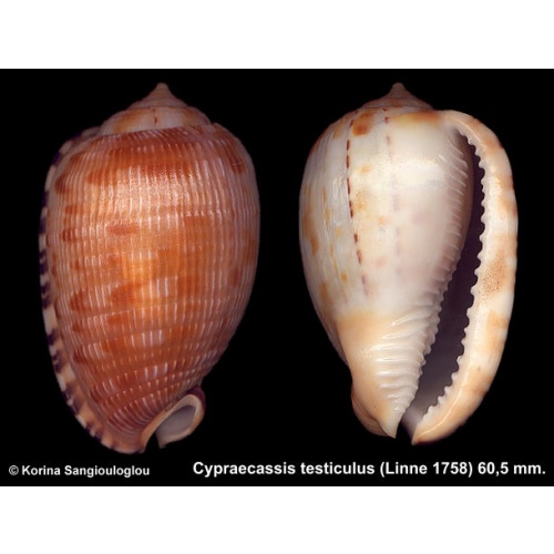 Cypraecassis testiculus Gorgeous Large!