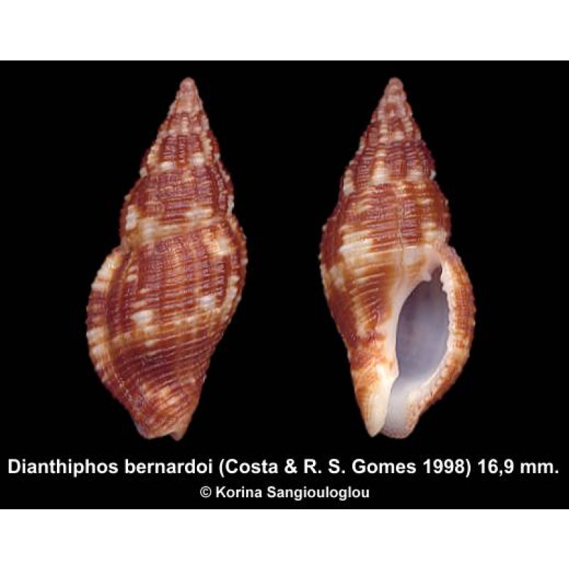 Dianthiphos bernardoi Gorgeous Huge!