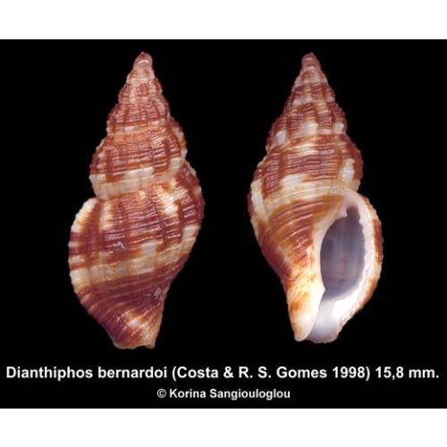 Dianthiphos bernardoi Gorgeous Large!