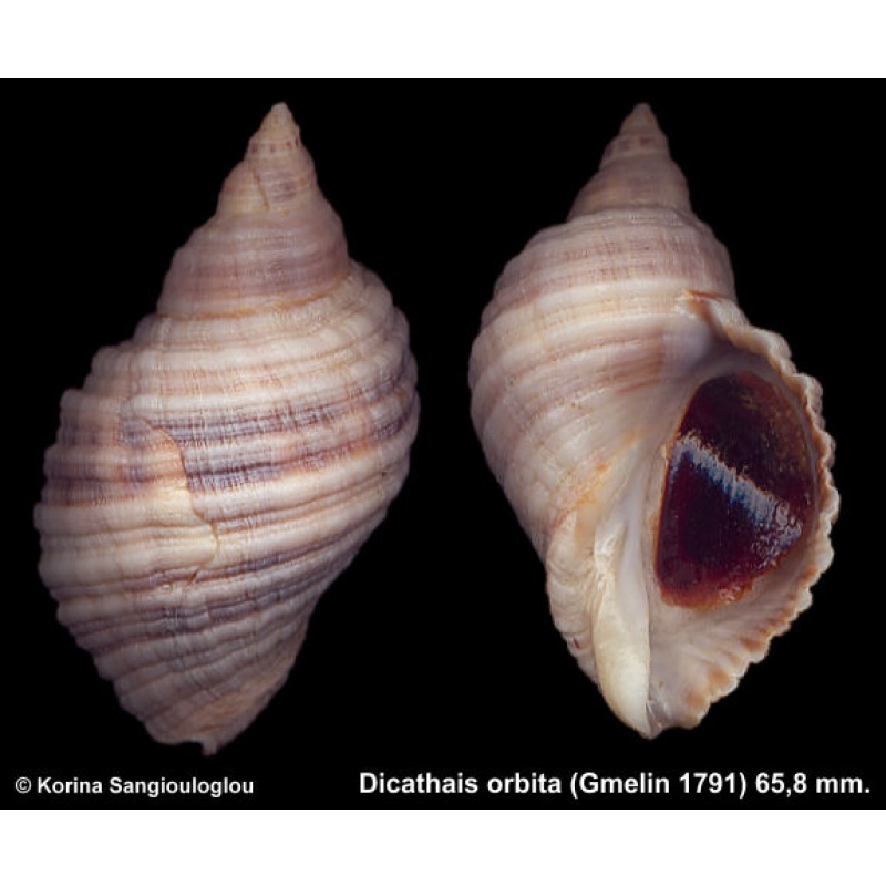 Dicathais orbita Gorgeous Banded!