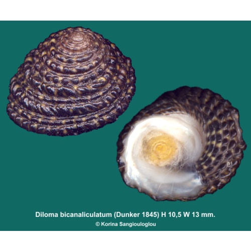 Diloma bicanaliculatum Gorgeous!