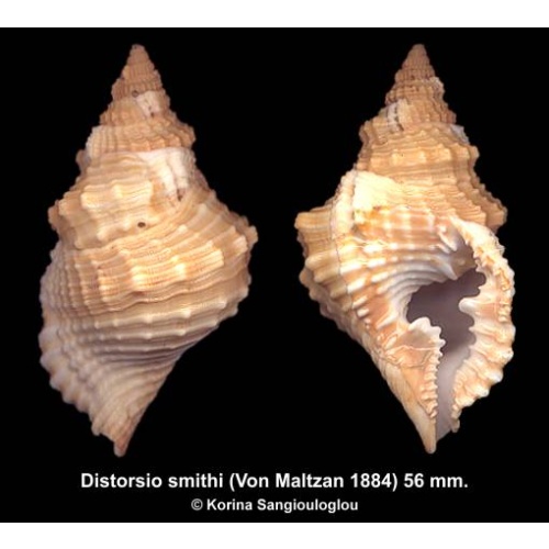 Distorsio smithi Gorgeous Large!