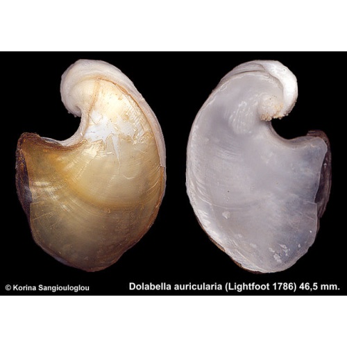 Dolabella auricularia Gorgeous Unusual Shape!
