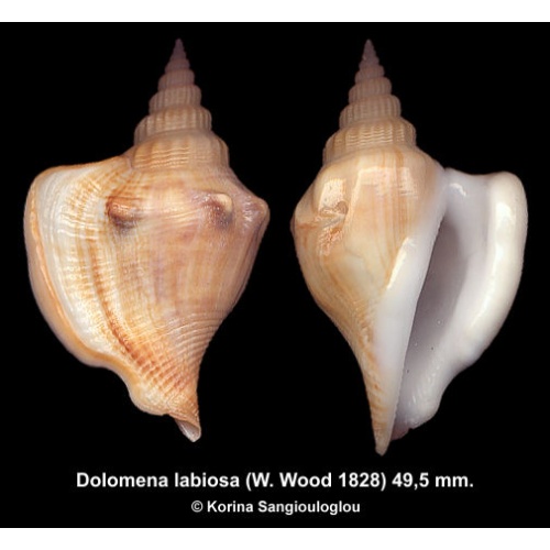 Dolomena labiosa Gorgeous Superb!